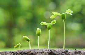 grow grow