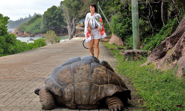 seychellesturtle