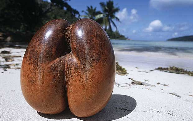 seychelles-nut